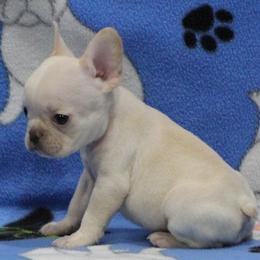 Boy 4 - male French Bulldog puppy in Tyler, Texas from Texas Top Notch Frechies