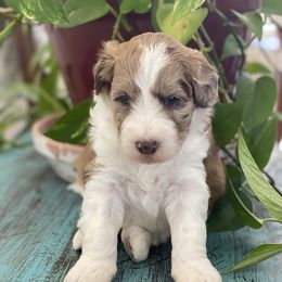 Caspain - Brown and white Aussiedoodle puppy in Albertville, Alabama from Home Sweet Home Doodles LLC