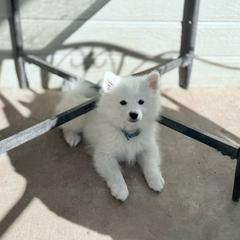 Lynx - White male American Eskimo Dog puppy in Squaw Valley, California from Bear Mountain