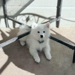 Lynx - White male American Eskimo Dog puppy in Squaw Valley, California from Bear Mountain