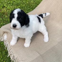 Panini - Black and white male Sheepadoodle puppy in Columbia, Tennessee from Primrose Cottage Puppies