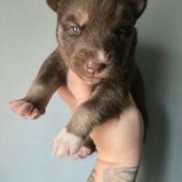 Red girl - Red and white female Siberian Husky puppy in East Otto, New York from Howling Huskies