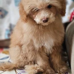 Poodle puppies from Meadowbrook Poodles