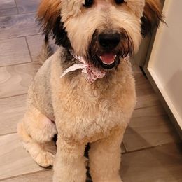 Goldendoodles and Labradoodles from Mi Best Doodle Ever, LLC