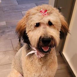 Goldendoodles and Labradoodles from Mi Best Doodle Ever, LLC