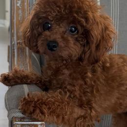 Rocket - Poodle