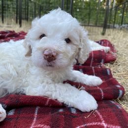 Casimira “Mira” - Off-white Lagotto Romagnolo puppy in Silverton, Oregon from Briarwood Lagotto Romagnolos