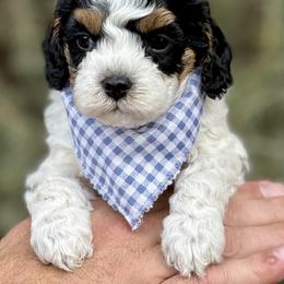 Panda - Tri-color male Cavapoo puppy in Mona, Utah from Hearts Full of Puppies