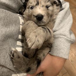 Australian Shepherd Puppies from Lil Rhody Blues Australian Shepherds