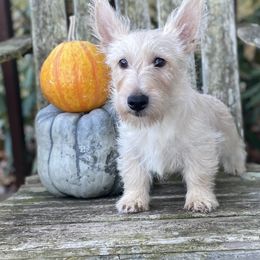 Wheaten Girl 4 (Gray Collar) - Wheaten female Scottish Terrier puppy in Jefferson, North Carolina from McGuire’s High Country Terriers