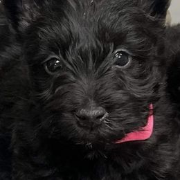 Scottish Terriers from Shinnecock Scottish Terriers