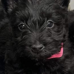 Scottish Terriers from Shinnecock Scottish Terriers