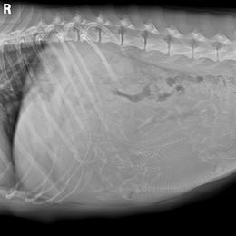 Poodle Puppies from Deborah Busch Poodles