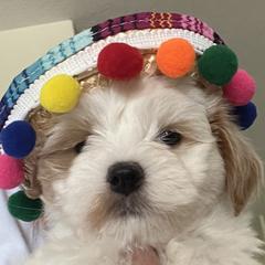 Havana Silk Dogs and Havanese from Dunhill Havanese