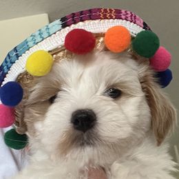 Havana Silk Dogs and Havanese from Dunhill Havanese