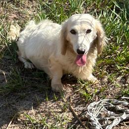 Ducky - Dachshund