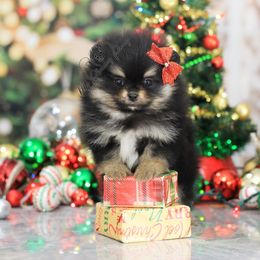 AKC Holly - Black and tan female Pomeranian puppy in Sacramento, California from My Precious Poms