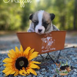 Muffin - Red female Pembroke Welsh Corgi puppy in Cameron, North Carolina from Butts Family Corgis