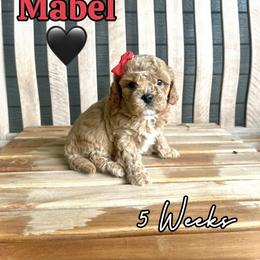 Mabel - Red female Cavapoo puppy in Runaway Bay, Texas from Green Ranch Doodles