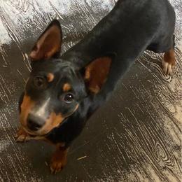 Jive - Black tan and white female Rat Terrier puppy in Gig Harbor, Washington from DHart Farm & Kennel