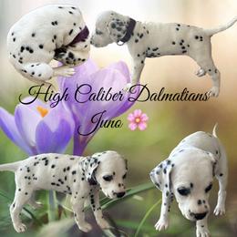Juno/ dark purple female - White and black Dalmatian puppy in Pocatello, Idaho from High Caliber Dalmatians