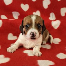 Ivy - Piebald female Dachshund puppy in Anaconda, Montana from Williams Family Dachshunds