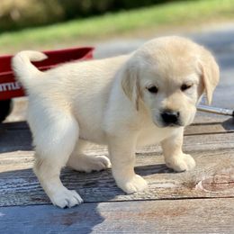 Labrador Retriever Puppies from Paws Farm