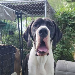 Torah - Mantle female Great Dane puppy in Gig Harbor, Washington from Lakaya Danes