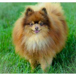 Chewie - Pomeranian
