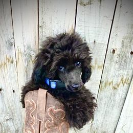 Richie - Poodle puppy in Idaho from IF Toy Poodles