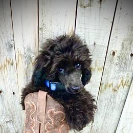 Richie - Poodle puppy in Idaho from IF Toy Poodles
