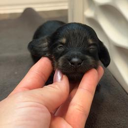 Orange Boy - Black and cream male Dachshund puppy in Horizon City, Texas from Willipaws