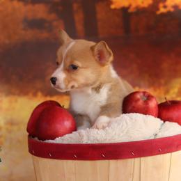 Pembroke Welsh Corgi Puppies from 3W Corgis