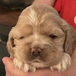 Cocker Spaniel Puppies from Western Kentucky Cockers