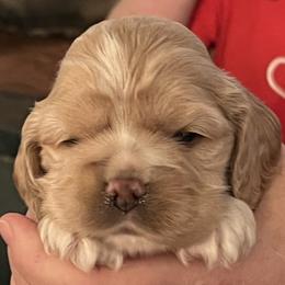 Cocker Spaniel Puppies from Western Kentucky Cockers