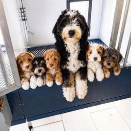 Aussiedoodle, Bernedoodle, Cavapoo, Goldendoodle, and Newfypoo Puppies from Haaspawz