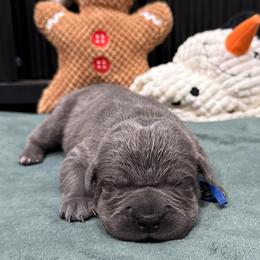 Donner - Gray male Cane Corso puppy in Utah from 3Lake Kennelz