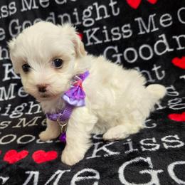 Lydia - White female Maltipoo puppy in Sahuarita, Arizona from Cowgirl's Legacy Maltipoos