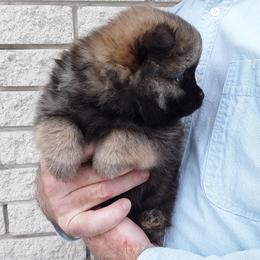Rex (AKC) - Orange sable male Pomeranian puppy in Farmington Hills, Michigan from Jaime's Pomeranians