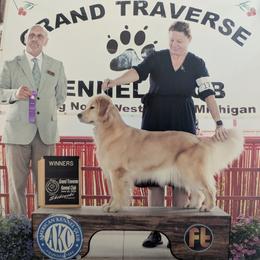 Charlotte - Golden Retriever