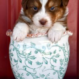 Honey - Red tri-color female Australian Shepherd puppy in Kirksville, Missouri from BellSharps Australian Shepherds