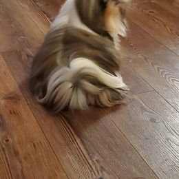 Tina - Shih Tzu