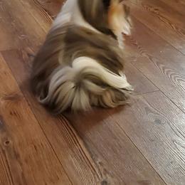 Tina - Shih Tzu