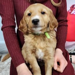 Goldendoodles from Goldendoodles from Goshen Blessings