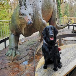 Rikey - Flat-Coated Retriever