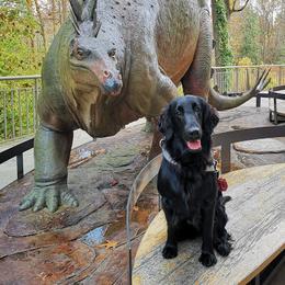 Rikey - Flat-Coated Retriever