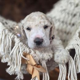 Potato - White male Poodle puppy in Springfield, Oregon from Valaurah Farms