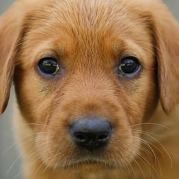 Labrador Retrievers from Muletown Labradors