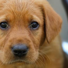 Labrador Retrievers from Muletown Labradors