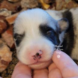 Diamond - Blue merle and white male Cardigan Welsh Corgi puppy in Winston, Oregon from There and Back Again Corgis
